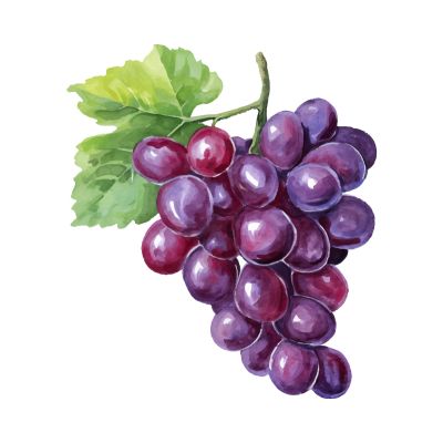 Grape Seed Extract