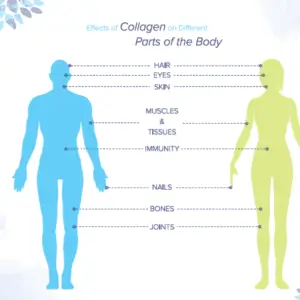 7 Benefits of Collagen