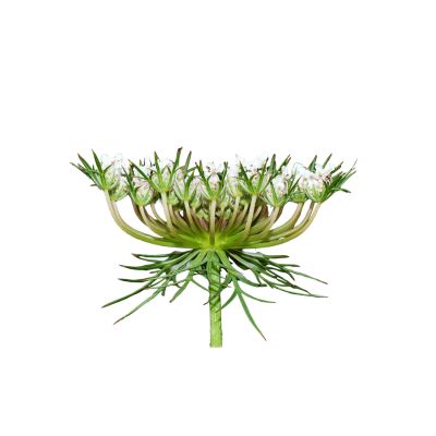 Daucus Carota Extract